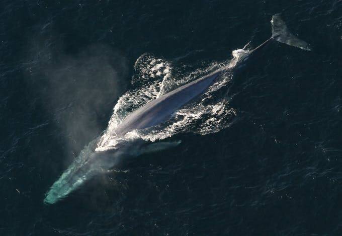 Una tipica balena azzurra